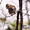 20Dec-CBC 176